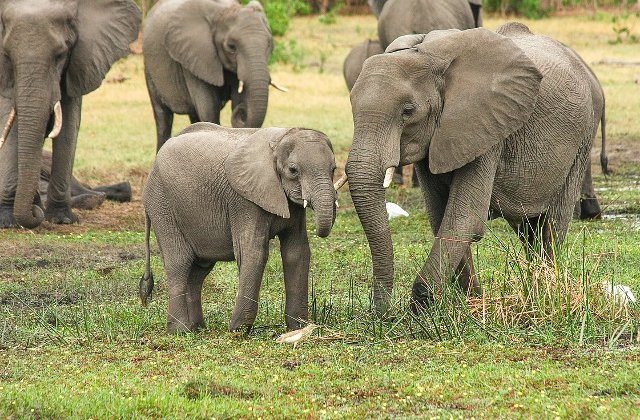 Un elefant salbatic a ucis un barbat care dormea in fata casei sale