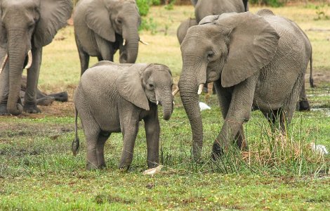 Un elefant salbatic a ucis un barbat care dormea in fata casei sale