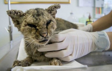 Schimbare spectaculoasa pentru o pisica ce nu spera sa mai fie ajutata