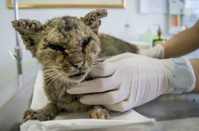 Grav bolnava si fara prea mari sanse de supravietuire, o pisica s-a transformat complet dupa ce a intrat pe mainile veterinarilor. Cum arata acum