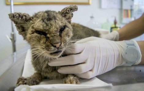 Schimbare spectaculoasa pentru o pisica ce nu spera sa mai fie ajutata