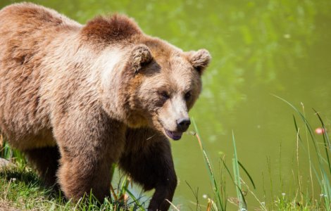 O ursoaica ce a ramas captiva intr-un container de gunoi a fost eliberata de jandarmi