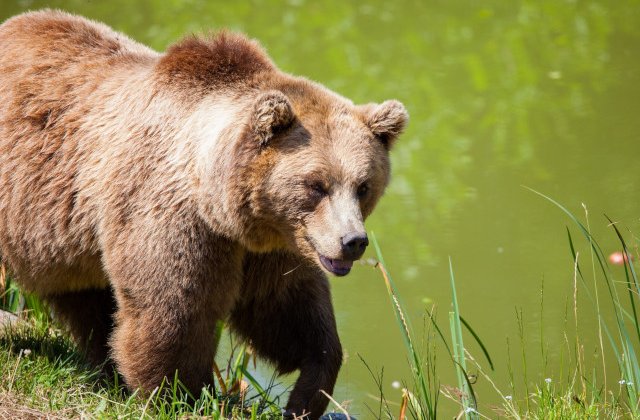 O ursoaica ce a ramas captiva intr-un container de gunoi a fost eliberata de jandarmi