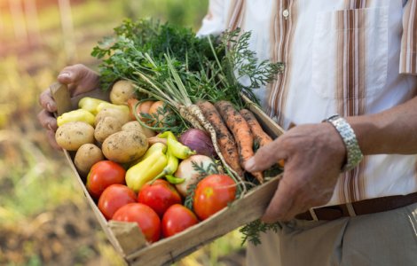 Top 4 legume din bucataria romaneasca: ce trebuie sa stii ca sa le cultivi in propria gradina