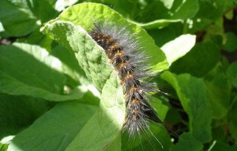 Bucuresti: Cea mai mare invazie a omizii paroase din ultimii zece ani