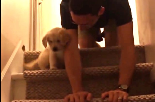 Un barbat isi invata catelusul cum sa coboare scarile: video amuzant