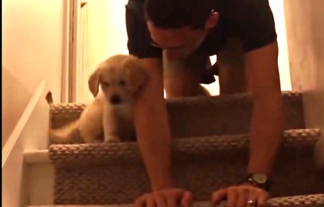 Un barbat isi invata catelusul cum sa coboare scarile: video amuzant