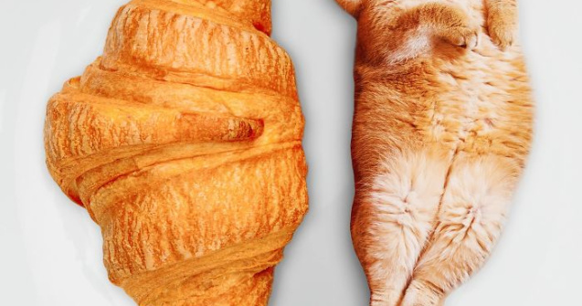 Pisici photoshopate ca feluri de mancare: poze amuzante