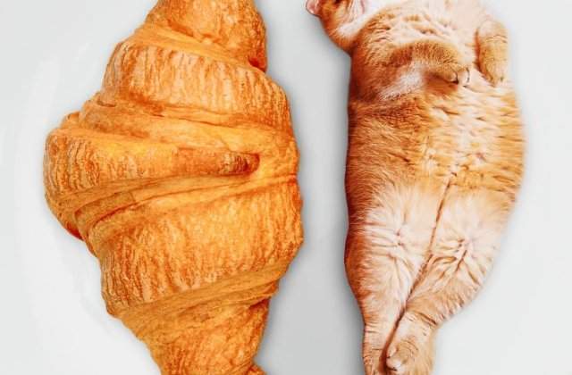 Un barbat a cucerit internetul postand poze modificate cu pisici imaginate ca feluri de mancare