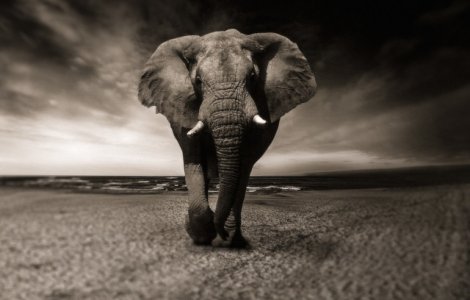 Studiu: tot mai multe animale devin nocturne pentru a evita prezenta omului