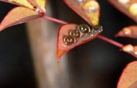 Horoscopul naturist