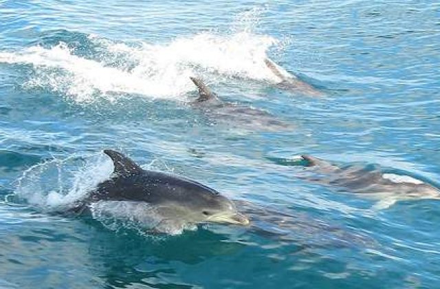 Inteleg delfinii ca sunt muritori?