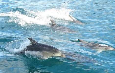 Inteleg delfinii ca sunt muritori?