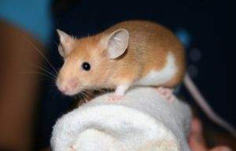 Cum a impiedicat un soarece decolarea unui avion?