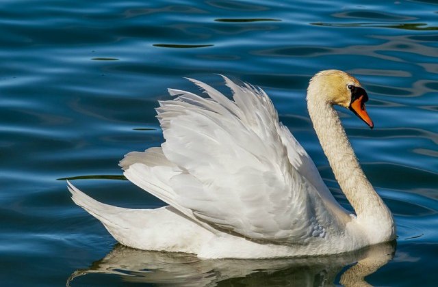 Animale simpatice care pot deveni mortale pentru oameni