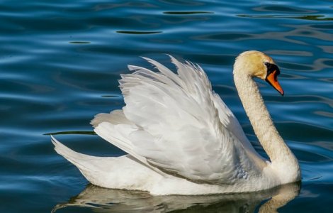  Top  Animale simpatice care pot deveni mortale pentru oameni