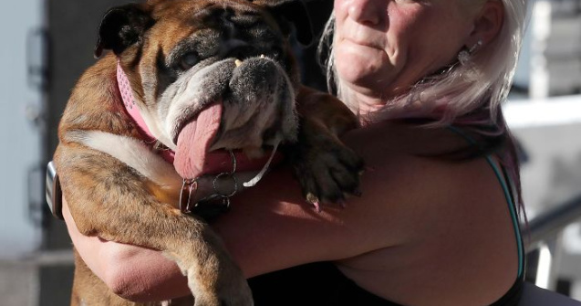 A fost ales cel mai urat caine din lume