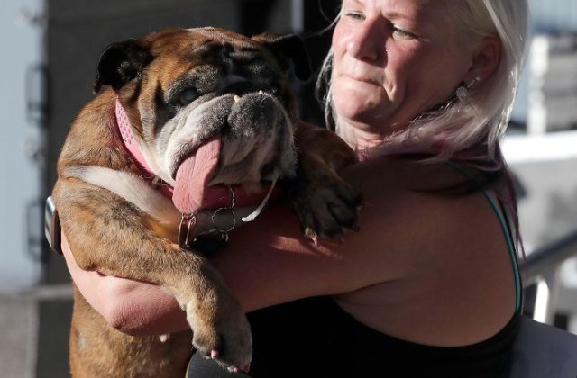 A fost ales cel mai urat caine din lume