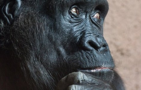  Top  Si animalele "cad pe ganduri"! 15 imagini amuzante care ilustreaza ca pana la urma nu sunt atat de diferite de oameni