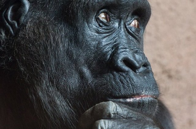 Si animalele "cad pe ganduri"! 15 imagini amuzante care ilustreaza ca pana la urma nu sunt atat de diferite de oameni