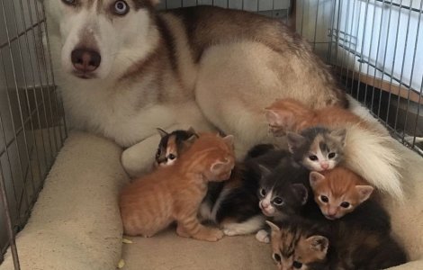  Top  10+ instantanee ce surprind cainii in ipostaze care par de neinteles