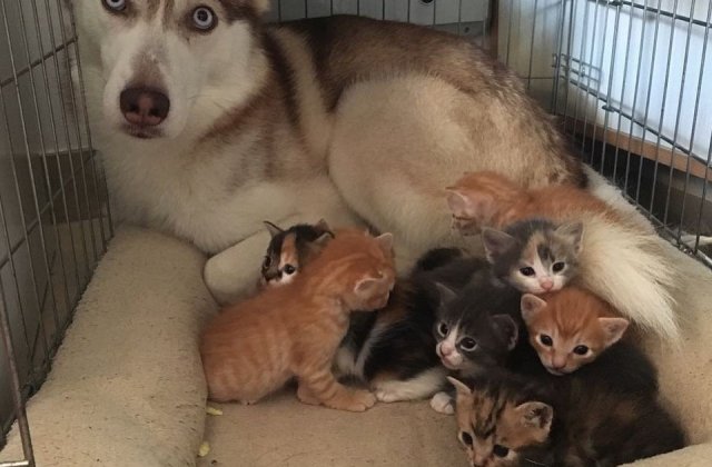 10+ instantanee ce surprind cainii in ipostaze care par de neinteles