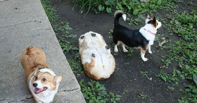  Top  15+ imagini cu caini din rasa Corgi care te vor face sa zambesti