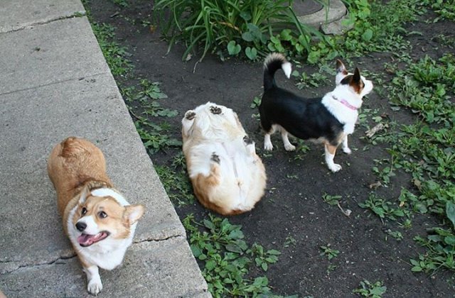 15+ imagini cu caini din rasa Corgi care te vor face sa zambesti