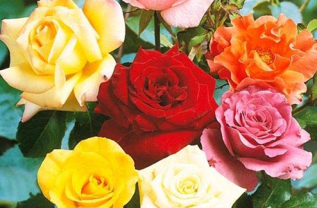 (P) Bucura-te de produsele gradinarului din Austria