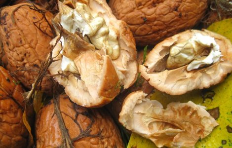  Top  Elimina stresul si reduc riscul unui infarct. 8 beneficii ale nucilor verzi