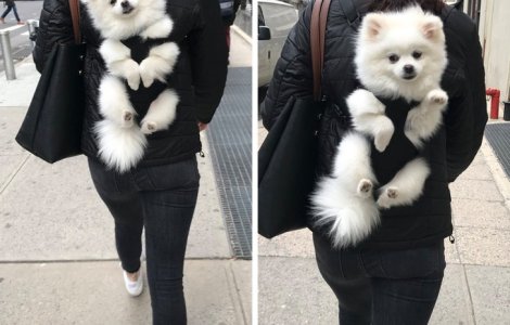  Top  10+ imagini cu animale ce cuceresc pe oricine cu personalitatea lor