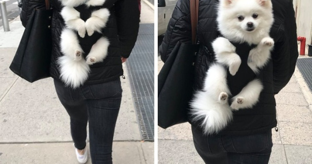  Top  10+ imagini cu animale ce cuceresc pe oricine cu personalitatea lor