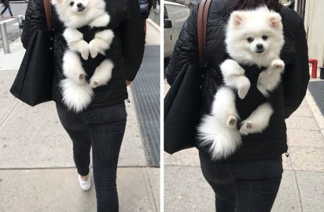 10+ imagini cu animale ce cuceresc pe oricine cu personalitatea lor