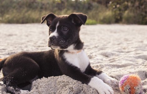  Top  15+ imagini care demonstreaza ca animalele de companie iubesc plaja mai mult decat stapanii