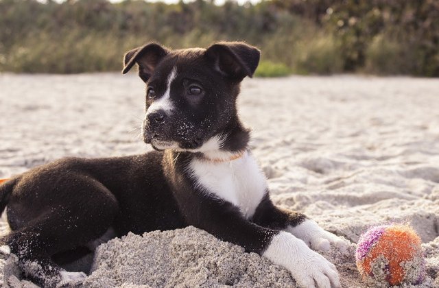 15+ imagini care demonstreaza ca animalele de companie iubesc plaja mai mult decat stapanii