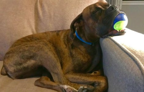  Top  15+ caini adorabili din rasa Boxer care te vor scapa de orice urma de stres