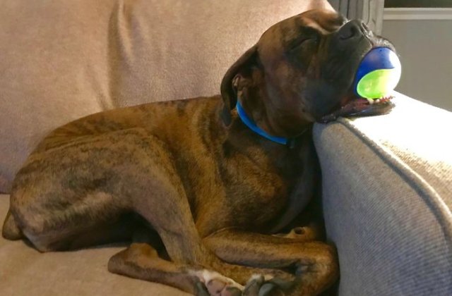 15+ caini adorabili din rasa Boxer care te vor scapa de orice urma de stres