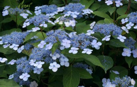  Top  Top 10 cele mai otravitoare plante