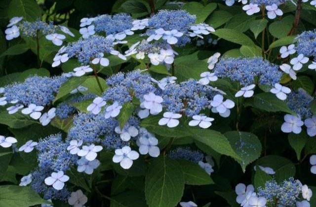 Top 10 cele mai otravitoare plante