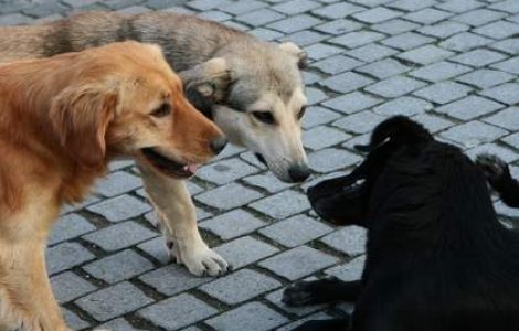 Eutanasiera cainilor va fi posibila numai dupa consultarea cetatenilor