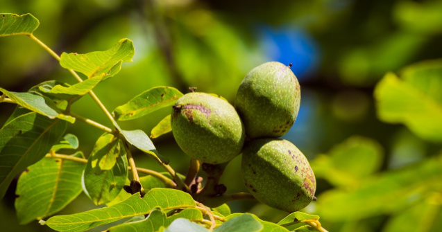  Top  Trateaza ranile! 8 utilizari neobisnuite ale cojilor verzi de nuca