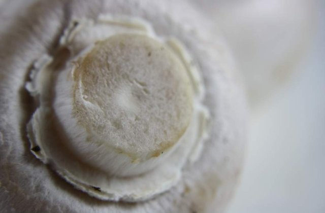 Efectele Cernobil: Ciuperci radioactive, descoperite in Bulgaria