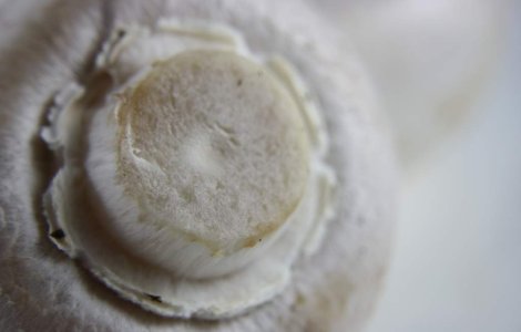 Efectele Cernobil: Ciuperci radioactive, descoperite in Bulgaria