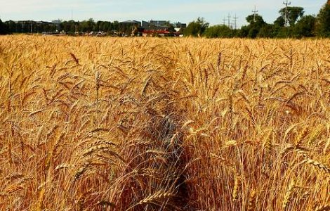  Top  Redevine Romania granarul Europei?