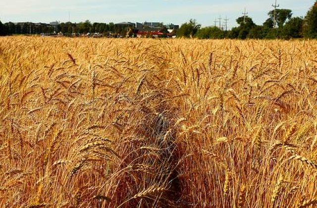 Redevine Romania granarul Europei?