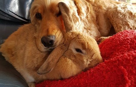  Top  15+ animale nostime care te vor cuceri cu ingenuitatea lor