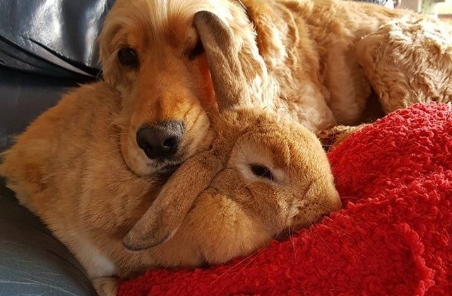 15+ animale nostime care te vor cuceri cu ingenuitatea lor