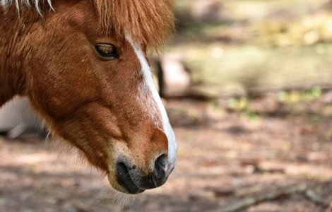 Ponei refugiat pe un acoperis in urma inundatiilor din Japonia, salvat