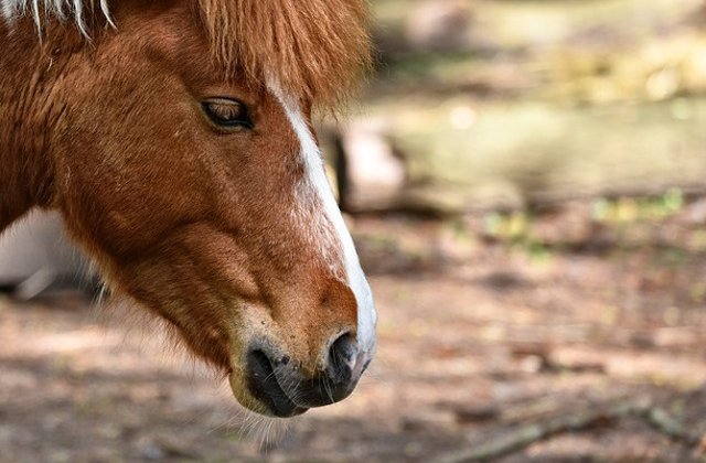 Ponei salvat de inundatiile din Japonia, dupa ce s-a refugiat pe un acoperis/ VIDEO