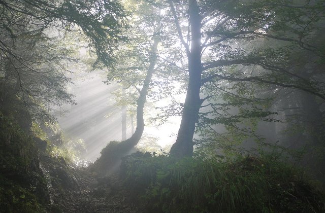 Un barbat a murit in padure, in timp ce culegea ciuperci